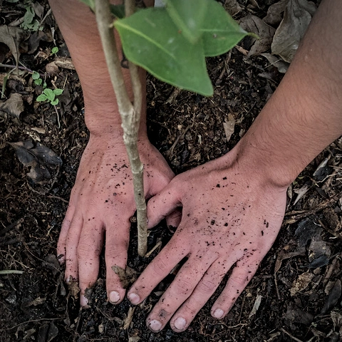 Tree being planted in the field